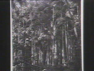 Bangalow palms, Clarence River, Maclean