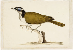 [Blue-faced honeyeater], ca. 1808 / by John Eyre