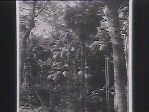 Bangalow palms, Clarence River, Maclean