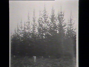 Pinus insignis Tuncurry Prison Camp area, planted 1914