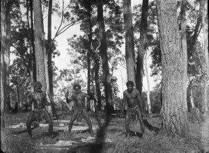 Three Aboriginal men in bush with skins and weapons - Port Macquarie area, NSW