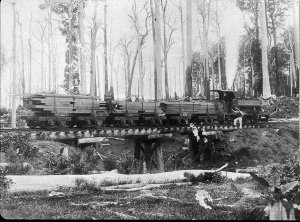 Timber being railed from Bonville Sawmill to the railwa...