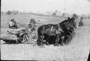 Rodolph driving horse team with reaper and binder at "L...