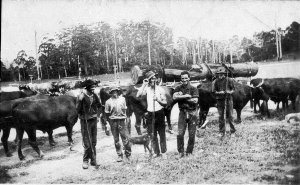 Bullock team carting logs - Nana Glen, NSW