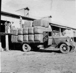 Loading wool onto truck at "Tinnenburra" - Cunnamulla, ...