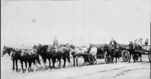 Saul's horse team hauling logs - Kempsey, NSW