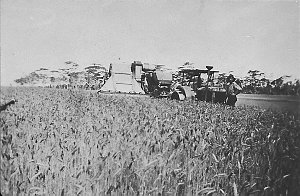 Harvesting wheat with 8' Sunshine Harvester, Fordson tr...