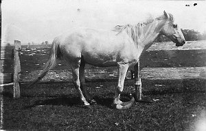 Horse with elongated hooves - Upper Belmore River, Glad...