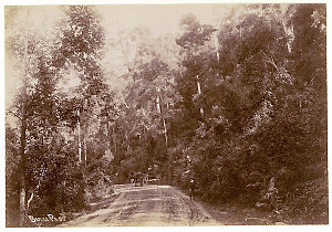 Bulli Pass, Illawarra