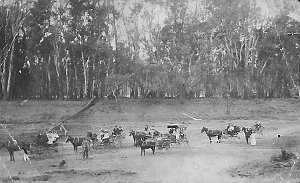 Buggies and sulkies in dry bed of Murray River near "Ri...