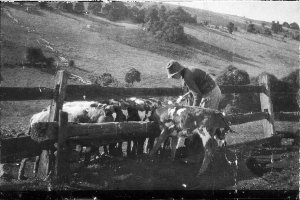 Feeding the calves on `Pheasant Hill' property - East K...