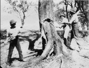 Chopping tree down on "Selbourne" - Deniliquin, NSW