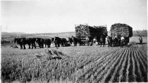 Bringing in wheat and hay, Oakleigh property, Cowra Roa...