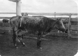 Pat Doyle's freak dairy cow with extra tail growing fro...