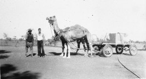 Carting water by a camel - Wilcannia, NSW