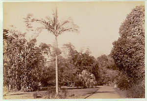 Botanical Gardens, Sydney [showing walkway and palm tre...