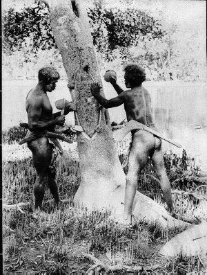 Two Aboriginal men taking bark from a mangrove tree to make a shield (Ngamba tribe) - Port Macquarie area, NSW