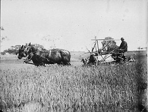 Harvesting with horsedrawn reaper binder on "Selbourne"...