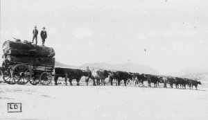 Cedar logs being hauled by bullocks from Comara to Kempsey. Each load contained 3,000 super feet of timber - Kempsey area, NSW