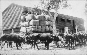 Bullock team with load of wool, Mount Buckley (14 miles...