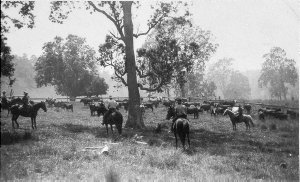 Mustering cattle on "Willi Willi" property - Upper Macl...