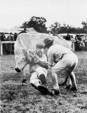 Milking the wild heifer at Scone Carnival. Applying the...