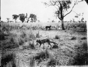 Fox caught by rope lasso, "Carlton" - Walgett, NSW