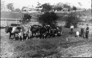 Ploughing with bullock team - Fernmount, NSW