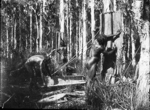 Aborigines taking bark off trees to make canoes - Port Macquarie area, NSW