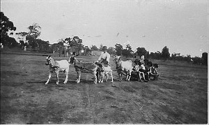 Goat Cart - Barellan, NSW