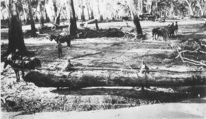 Rolling log onto timber jinker in Barham Forest - Barha...