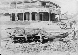 Dead crocodile (14'6") on railway trolley in front of I...
