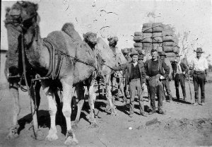 Tom Stewart's camel team with load of wool. He brought ...