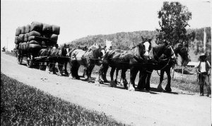 Macdonald's horse team with load of wool on Quirindi to...