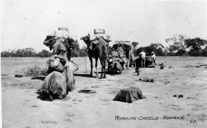 Working camels - Bourke, NSW