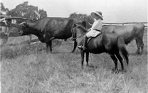 "The Towong giant on the left, the other bullock is an ...