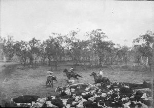 'Cutting Out' - Glen Innes, NSW