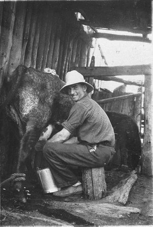 Milking the cow at the family farm "Willow Bank", Eugow...