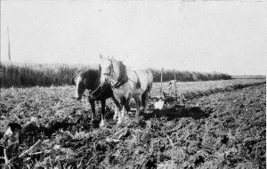 Ploughing with single disc plough in corn field - Kinch...