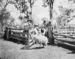Ewe classing at Booberanna yards. George and Margaret C...