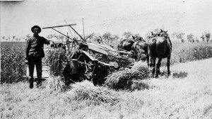 Horse drawn reaper and binder in Federation wheat - Bec...