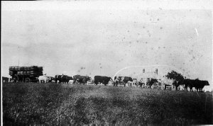 Bullocky Bill Bull's bullock team carting wool from Bur...