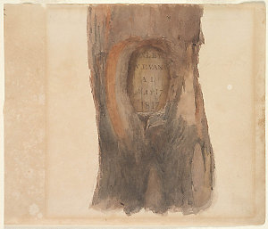 [Tree blazed by John Oxley and George William Evans in ...
