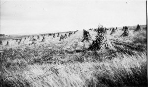 Stooks of sorghum (saccaline variety) on `Peacock Hill'...