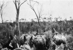 Horse team carrying mallet bark to siding at Stretton -...