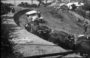 Bullock team pulling car through mud. "Motorist's joy" ...