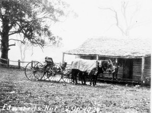 Horse & buggy outside hut - Barrington Tops, NSW