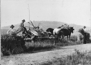 Harvesting wheat at "Cottesbrook" with horsedrawn reape...