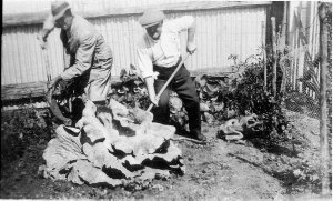 48 lb. Cabbage in yard of Royal Hotel - Gulgong, NSW