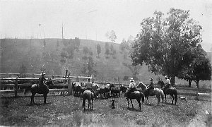 Mustering cattle on "Willi Willi" property (35 miles we...
